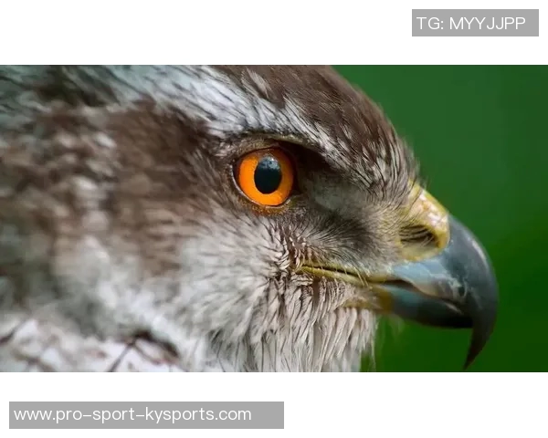 老鹰与狼的精彩对决视频直播全程回放与精彩瞬间分享